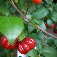 ราคา 1 ต้น ต้นพันธุ์ มะยมอินเดีย มะยมแดง ต้นสูง 60 ซม ขึ้นไป (22100242055)