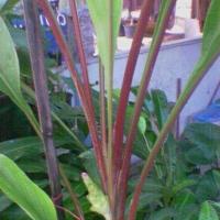 ราคา 2 เหง้า ว่าน พญาว่าน พญาว่าน เป็นสุดยอดของบรรดาว่าน ทุกชนิด (9126782010)