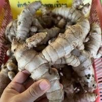 ราคา 3 เหง้า ว่านพะตะบะ ว่านคุ้มภัย กันผี กันคุณไสย (21073402615)