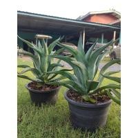 ราคา ืAgave ต้นอากาเว่ อากาเว่ปากนกแก้ว ส่งพร้อมกระถาง 10 ต้นไม้ทนแล้ง ต้นไม้จัดสวน (22101449675)