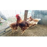 ราคา ไข่เชื้อ ไก่ไข่พันธุ์ไฮบริด ชุด 15 ฟอง ไข่ไก่มีเชื้อสำหรับฟัก (15976933260)