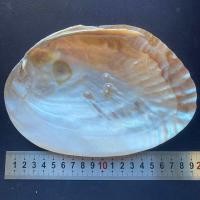 ราคา เปลือกหอยมุกขัดเงา POLISHED PEARL SHELL สำหรับผลไม้หรือจานอาหาร 16 18cm (22286168985)