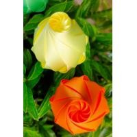 ราคา เหรียญโปรยทาน กุหลาบตูม คละสี ตัวเปล่า 100 ชิ้น สินค้าส่งไว (22335571171)