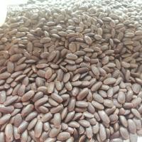 ราคา เม็ดเหรียงปี2567 ขนาด1 กิโลกรัม (22194753262)