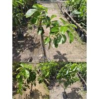 ราคา ต้นอโวคาโด พันธุ์034เสียบยอด (22427753161)