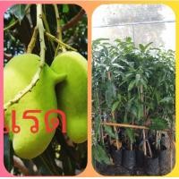 ราคา มะม่วงแรด2ต้น แบบทาบกิ่ง สูง 80 ซม (1364012339)