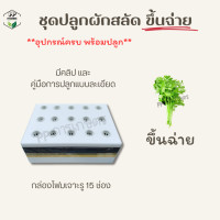 ราคา ชุดปลูกผักไฮโดรโปนิกส์พร้อมปลูก ผักสลัด ผักไทย (20666826761)