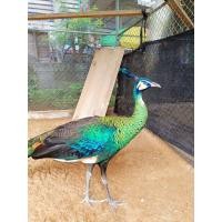 ราคา ไข่เชื้อนกยูงกรีนชีคเลี้ยงได้ถูกกฏหมายนกยูงนำเข้า สำหรับฟักตู้ฟักด้วยแม่ไก่ (22688844130)