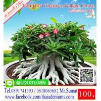 ราคา ขายเมล็ดชวนชม เมล็ดสำหรับการเพาะพันธุ์ ได้แก่เม็ดชวนชมอาราบิคั่ม เมล็ดชวนชมไทยโซโค เมล็ดชวนชมยักษ์ญี่ปุ่น เมล็ดชวนชมฮอลแลนด์ เมล็ดชวนชมยักษ์ซาอุ (2756312921)