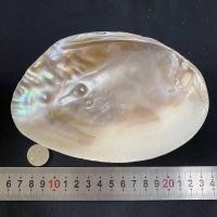 ราคา เปลือกหอยมุกขัดเงา POLISHED PEARL SHELL สำหรับผลไม้หรือจานอาหาร 16 18cm (22130995023)