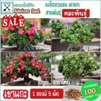 ราคา ขายเมล็ดชวนชม เมล็ดสำหรับการเพาะพันธุ์ ได้แก่เม็ดชวนชมอาราบิคั่ม เมล็ดชวนชมไทยโซโค เมล็ดชวนชมยักษ์ญี่ปุ่น เมล็ดชวนชมฮอลแลนด์ เมล็ดชวนชมยักษ์ซาอุ (2756312912)