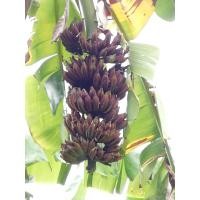 ราคา หน่อกล้วยน้ำว้าดำ กล้วยแปลก อร่อย แนะนำให้ปลูก (16887408967)