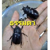 ราคา แมลงแม่พันธ์เพาะเลี้ยงด้วงกว่างชน (22124914025)