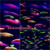 ราคา อาหารปลา ปลาม้าลายเรืองแสงคละสีสวยๆ เซ็ต 10 ตัว แถม 1 (22187453167)