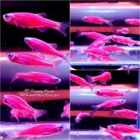 ราคา อาหารปลา ปลาม้าลายเรืองแสง สีชมพู เซ็ต 10 ตัว แถม 1 (22187632101)
