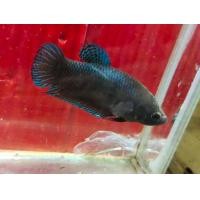 ราคา แม่พันธ์ปลากัดแปดริ้ว สายเงินหมื่น (21399677300)