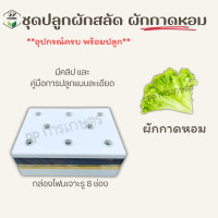 ราคา ชุดปลูกผักไฮโดรโปนิกส์พร้อมปลูก ผักสลัด ผักไทย (20666826760)