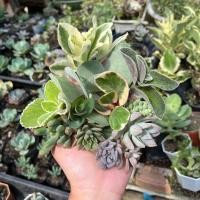 ราคา กุหลาบหิน ไม้อวบน้ำ 1ต้น ตัดสด ไม่มีราก succulents ต้นไม้ แคคตัส ไลทอป ไม้อวบน้ำ ราคาส่ง (22513270540)