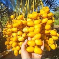 ราคา รีบด่วน อินทผาลัม อินทผาลัมผลสด สดจากสวน กรอบ หวาน อร่อย ไม่ฝาด พันธุ์บาฮี (22328227194)