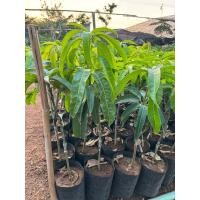 ราคา ไม้ผลแปลกๆ ต้นพันธุ์มะม่วงอาร์ทูอีทู มะม่วงR2E2 มะม่วงแอปเปิ้ล ถุงใหญ่เสียบยอดสูง 60 80 cm ปลูกปีเดียวติดลูก รับประกันสินค้าแท้ 100 พร้อมส่ง เครมฟรี ต้นพันธุ์ผลไม้พันธุ์ดี มีของพร้อมส่ง ทุกวัน (217005