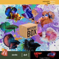 ราคา สุ่มปลากัดฮาฟมูนสวยงาม 3ตัว มีสีสันทุกตัว หลากหลายสายพันธุ์ (21841052783)