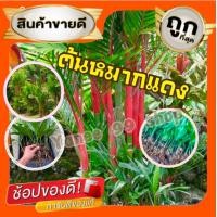 ราคา ต้นหมากแดง ต้นหมากแดง ต้นใหญ่แข็งแรง ไม้ริมรั้ว ต้นไม้ฟอกอากาศ 1ต้น แพ็ค (16596194007)