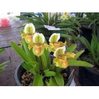 ราคา รองเท้านารีเหลืองกระบี่ จำหน่ายในราคากระถางละ180บาท มีบริการเก็บเงินปลายทาง สนใจทักได้เลยครับ (18012328475)