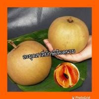 ราคา ละมุดสาลี่ยักษ์หรือสาลี่ยักษ์เวียดนาม ต้นสูง80 1เมตร กิ่งทาบ ต้นพร้อมลงปลูก (6572464181)