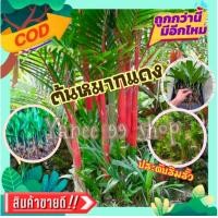 ราคา ต้นพันธุ์หมากแดง ต้นเล็ก ใบมีสรรพคุณแก้ร้อนใน รากเป็นยาขมเจริญอาหาร ใบสด แก้เจ็บคอ เป็นไม้ริมรั้ว ไม้ฟอกอากาศ 1 ต้น แพ็ค (16596012824)