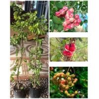 ราคา ต้นมะขามเทศ สูง 70 80 ซม พันธุ์ฝักสีชมพูมีรสชาติ หวาน มัน อร่อยกว่าทุกพันธุ์ปลูกง่ายขายได้กำไรดี (21060417876)