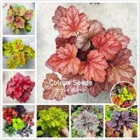 ราคา Mixed Color Coleus Seeds Perilla Blumei Flower Seeds บอนสี บอนสีสวยๆ บอนไซ ต้นไม้ ต้นไม้ตกแต่ง เมล็ดดอกไม้ ไม้ประดับ พันธุ์ดอกไม้ ต้นไม้ฟอกอากาศ ต้นไม้มงคล เมล็ดพันธุ์ ดอกไม้จริง บรรจุ 150 เมล็ด คุณภา
