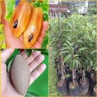 ราคา ต้นละมุดนารายทอง แบบทาบกิ่งขนาด80 90cm ละมุดนารายณ์ทอง เป็นละมุดพันธุ์ใหม่ เกิดจากการนำเอาเมล็ดของละมุดพื้นบ้านที่ จ พิจิตร ที่มีรูปทรงของผลกลมยาว แต่มีขนาดเล็ก รสชาติหวานกรอบอร่อยไปเพาะจนแตกต้นขึ้นมา