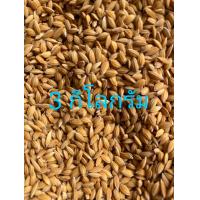 ราคา ข้าวนกเม็ดมะเขือเม็ดเล็ก นกเขาเล็ก นกเขาชวา นกเขาใหญ่ นกพิราบและลูกไก่ (22143784803)