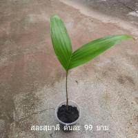 ราคา ต้นสละ พันธุ์สละสุมาลีสายน้ำผึ้ง มีผลหวาน ติดผลง่าย อร่อย ปลอดสารเคมี (3716190873)