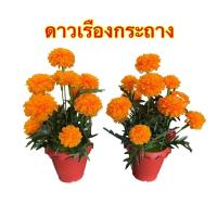 ราคา กระถางดาวเรือง ดาวเรืองกระถาง ดาวเรืองประดิษฐ์ ดอกไม้ประดิษฐ์หน้าโต๊ะหมู่บูชา ขายเดี่ยว คู่ (18431531800)