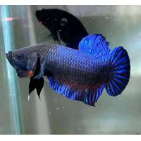 ราคา อึด ทึก ทน ปลากัดอินโด สายกัด หู ตา หาง จัด ชุดใหม่ ปลาปากบ่อ (22268374413)