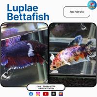 ราคา ปลากัดหูช้าง แฟนซี ส่งฟรี ปลายทาง เกรดสวยงาม (22673873715)