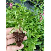 ราคา ต้นกล้าฟอเก็ตมีน๊อต ต้นกล้าดอกไม้กินได้ ต้นกล้าดอกดาวเรืองใหญ่ ต้นกล้าดอกเดซี่ ต้นกล้าดอกเบญจมาศ ต้นกล้าดอกคัตเตอร์ ต้นกล้าดอกมะลิ ต้นกล้าดอกหน้าแมว ต้นกล้าทานตะวัน จากชลธิชาฟาร์ม (22534374245)