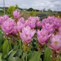 ราคา 2 เหง้า ว่าน ปทุมมา กระเจียวบัว ขมิ้นโคก หรือ ทิวลิปสยาม Siam tulip ดอกบัวสวรรค์ ปลูกไว้ไหว้บูชาพระดีนักแล ว่านมหามงคล (9126563137)