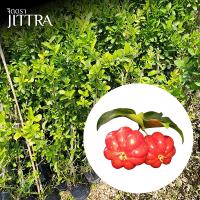 ราคา จิตตรา ต้นพันธุ์มะยมฝรั่ง มะยมแดง ชอร์รี่สเปน กิ่งตอนสูง 80 90 ซม ปลูกปีเดียวติดลูก พร้อมส่ง เครมฟรี ต้นพันธุ์ผลไม้ ต้นเตี้ย ผลดก (21957696955)