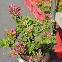 ราคา ต้นเฟื่องฟ้าแคระ พร้อมกระถาง 3 นิ้ว ต้นสูงไม่เกิน 5 8 นิ้ว นิยมปลูกเป็นบอนไซ บังคับต้น โตช้า เป็นไม้มงคล (20978147973)