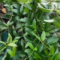 ราคา ตดหมูตดหมา ใบตดหมูตดหมา ใบกระพังโหม ก้านใบพาโหมสด สมุนไพรสรรพคุณเป็นยาอายุวัฒนะ 200 กรัม (19837595698)