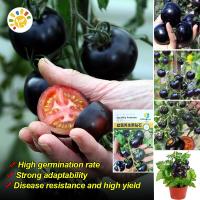 ราคา เมล็ดพันธุ์มะเขือเทศเชอรี่ สีดำ Black Cherry Tomato Seeds มะเขือเทศเชอรี่ สีดำ เมล็ดพันธุ์ เมล็ดพันธุ์ มะเขือเทศเชอรี่ เมล็ดพันธุ์แท้ OP เมล็ดพันธุ์ผัก ผักสวนครัว ผักออร์แกนิก พันธุ์ผัก เมล็ดผัก เมล็ด