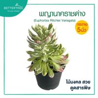 ราคา พญานาคราชด่าง กระถาง 5 นิ้วไม้ ไม้มงคล ไม้ฟอกอากาศ ไม้ร่ม (22534165157)