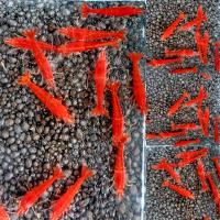 ราคา กุ้งแคระ มี 10 สี (22166869799)