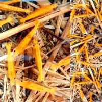 ราคา กุ้งแคระ มี 10 สี (22166869791)