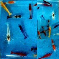 ราคา กุ้งแคระ มี 10 สี (22166869800)