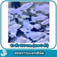ราคา โอ่งเลี้ยงปลา โอ่งบัวเจาะข้าง DIY โอ่งมังกร สำหรับตกแต่งหน้าบ้านมีหลายชนิด (21392163727)