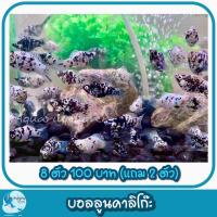 ราคา โอ่งเลี้ยงปลา โอ่งบัวเจาะข้าง DIY โอ่งมังกร สำหรับตกแต่งหน้าบ้านมีหลายชนิด (22542866563)