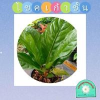 ราคา ต้นโชคเก้าชั้น ไม้มงคล ไม้ฟอกอากาศ (9118019388)